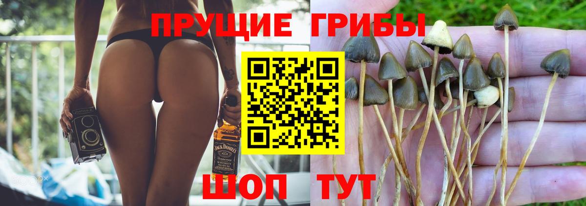 Галлюциногенные грибы Psilocybine cubensis  Вход с VPN  Малоярославец  даркнет сайт  Псилоцибиновые грибы мицелий 